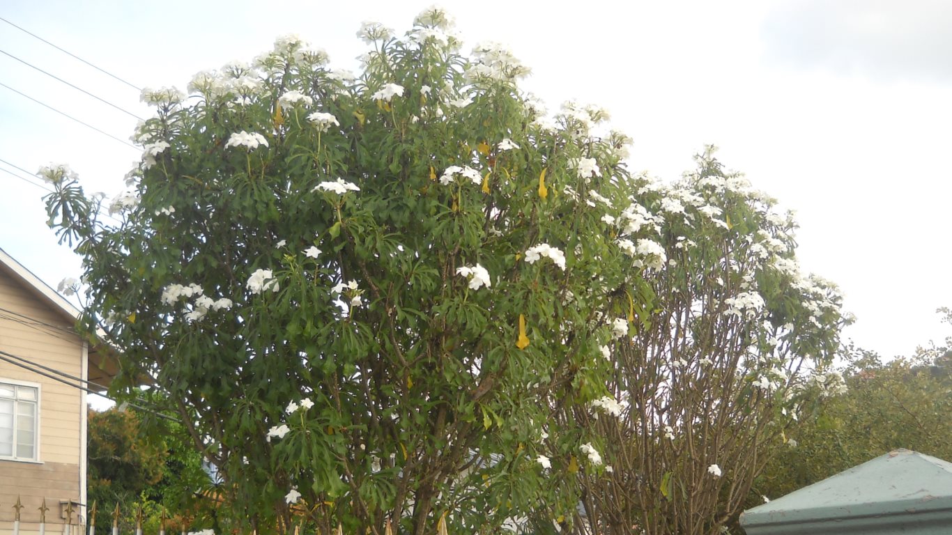 07_false frangipani_vistabella_san fernando_trinidad_20100226_DSCN2129C_tobagojo@gmail.com_1366w_768h